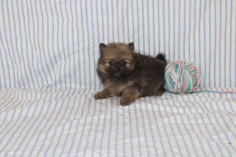 puppy, for, sale, Pomeranian, Matthew B. Stoltzfus, dog, breeder, Gap, PA, dog-breeder, puppy-for-sale, forsale, nearby, find, puppyfind, locator, puppylocator, aca